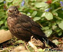 Common Blackbird