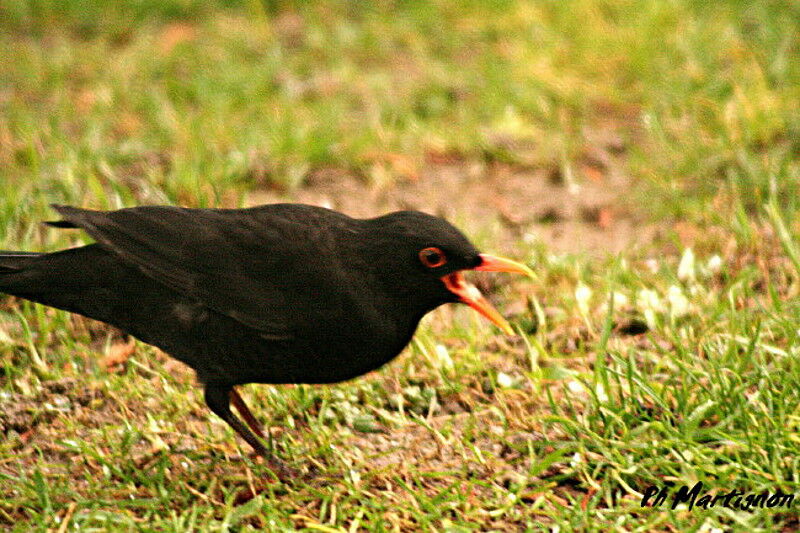 Merle noir mâle, identification, Comportement