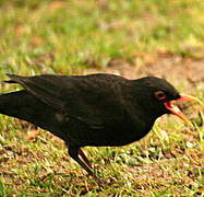 Common Blackbird