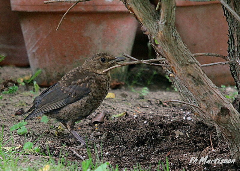 Common Blackbird female juvenile