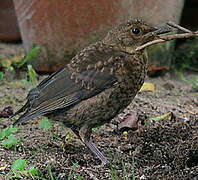 Common Blackbird