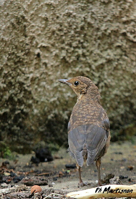 Common Blackbird female juvenile