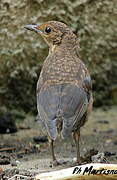 Common Blackbird