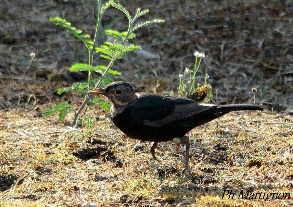 Common Blackbirdjuvenile, identification