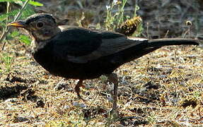 Common Blackbird