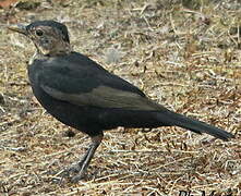 Common Blackbird