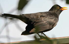 Common Blackbird