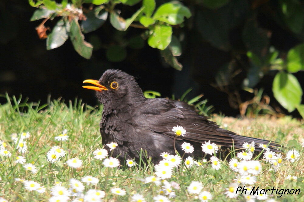 Merle noir mâle, identification