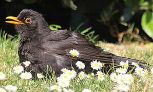 Common Blackbird