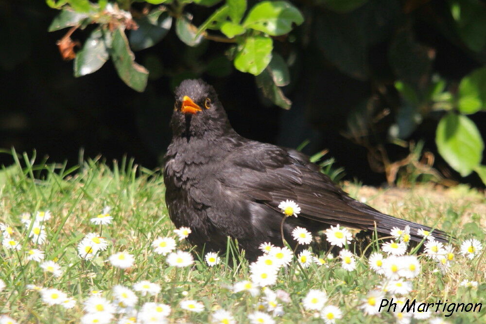 Merle noir mâle, identification