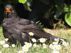 Common Blackbird