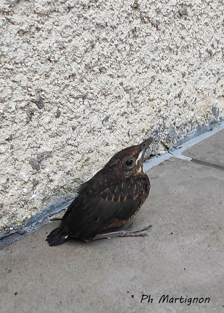 Common Blackbirdjuvenile, identification