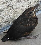 Common Blackbird