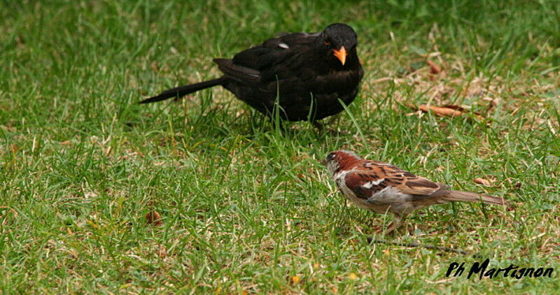 Merle noir mâle, identification, Comportement