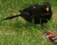 Common Blackbird