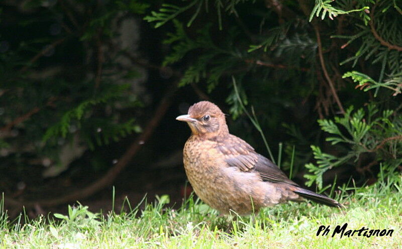 Merle noirjuvénile, identification