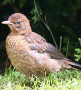 Common Blackbird