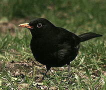 Common Blackbird