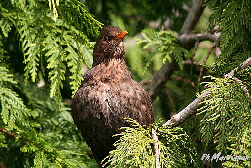 Common Blackbird female, identification