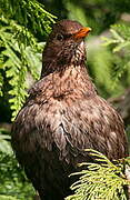 Common Blackbird