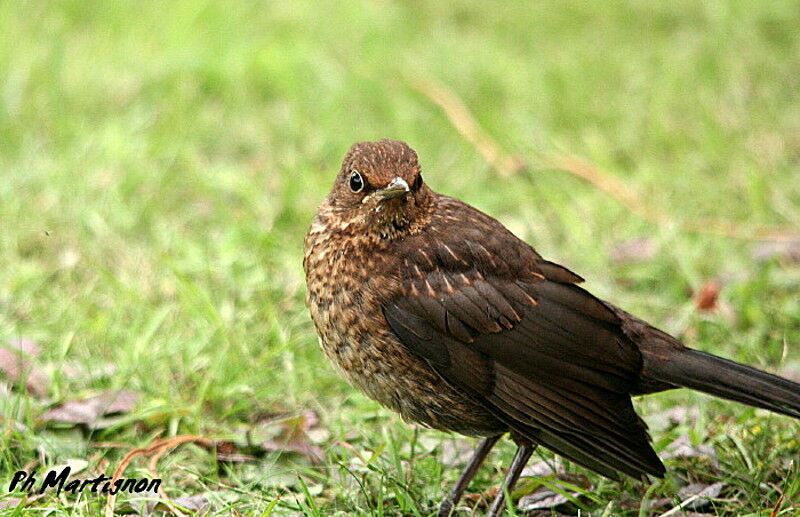 Common Blackbirdjuvenile, identification