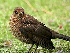 Common Blackbird