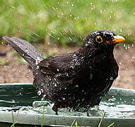 Common Blackbird