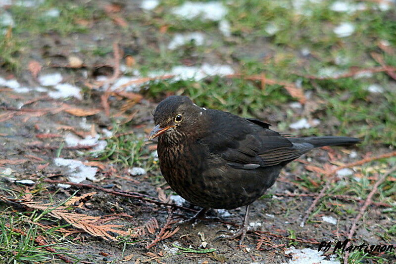 Common Blackbird male First year, identification