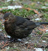 Common Blackbird