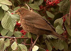 Common Blackbird