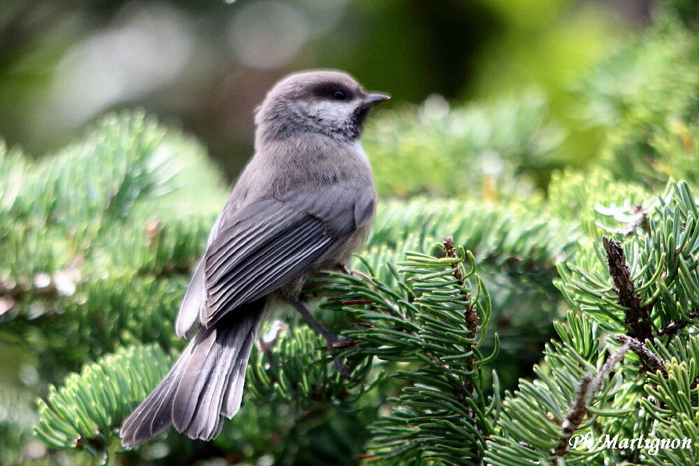 Mésange à tête brune