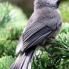 Mésange à tête brune