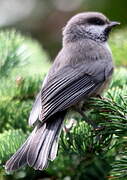 Mésange à tête brune