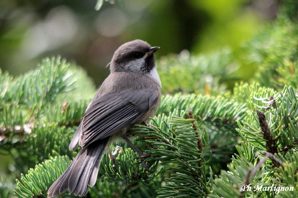 Mésange à tête brune