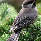Mésange à tête brune