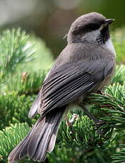 Mésange à tête brune