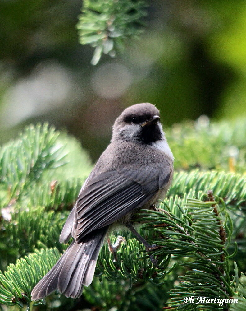 Boreal Chickadee