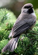 Mésange à tête brune