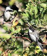 Mésange à tête noire