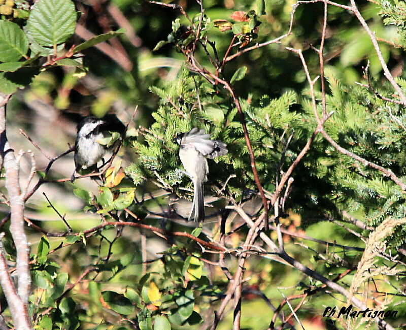 Mésange à tête noire