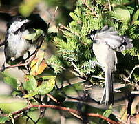 Black-capped Chickadee