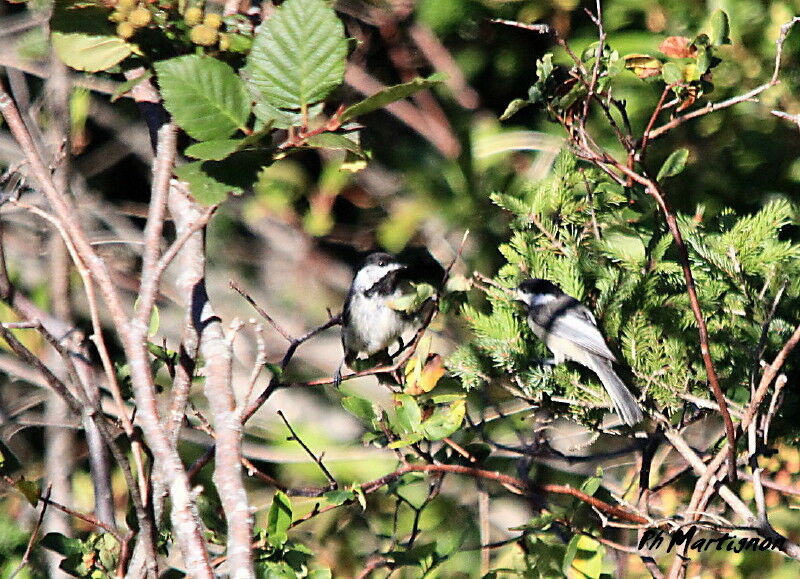 Black-capped Chickadee