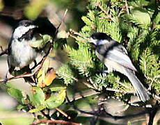 Black-capped Chickadee