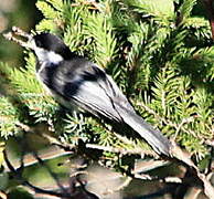 Mésange à tête noire