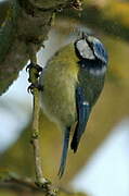 Mésange bleue