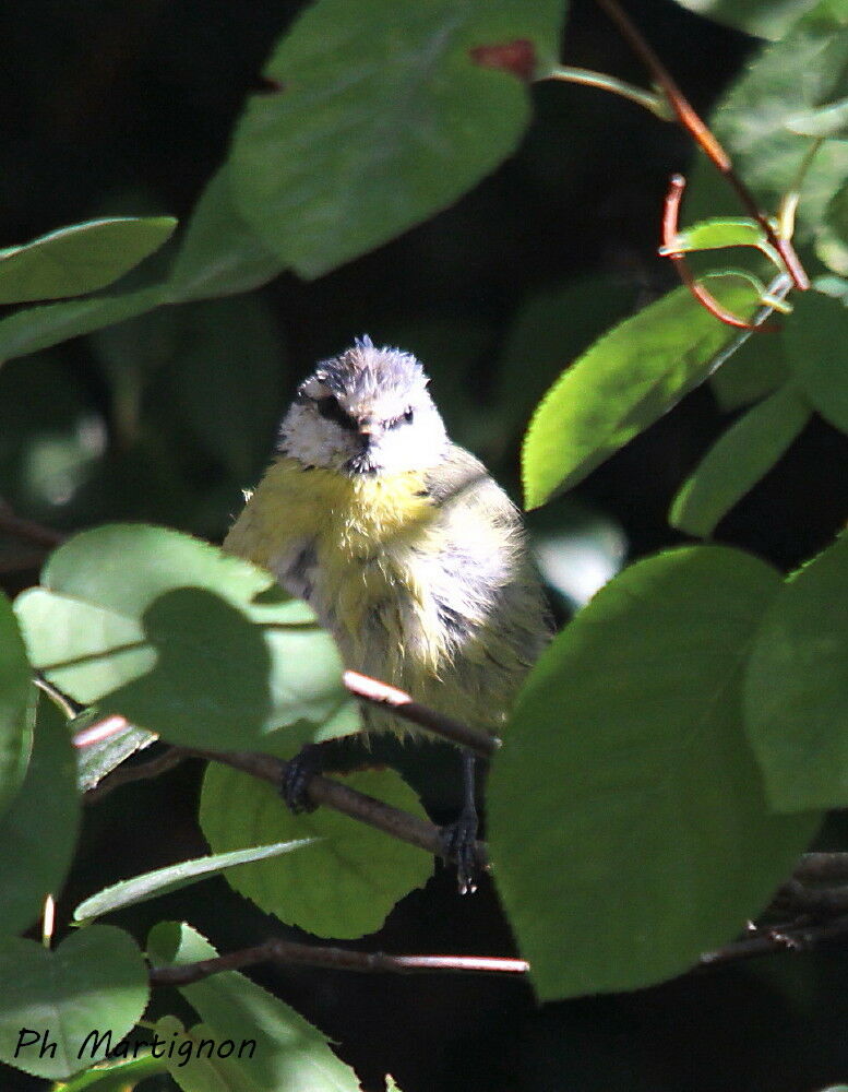 Eurasian Blue Tit, identification