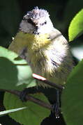 Eurasian Blue Tit