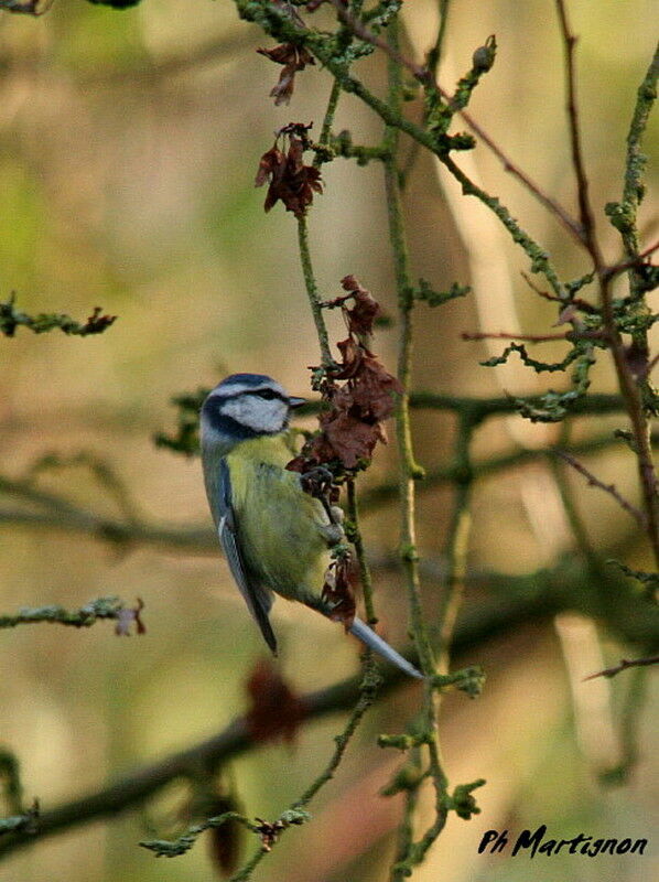 Mésange bleue, identification