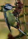 Mésange bleue