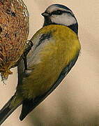 Eurasian Blue Tit